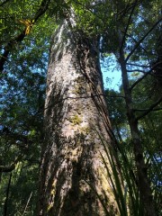 Just another Kauri, not all of them are named but they are all impressive