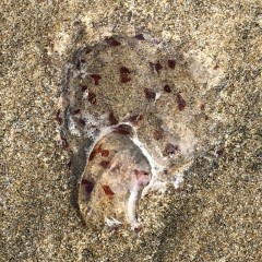 Jelly on the beach as the tide recedes