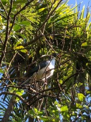 New Zealand Pigeon - even those are prettier here!