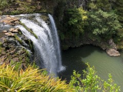 Whangerei Falls