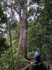 A.H. Reed Kauri Park