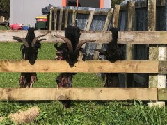 Farm road decorations?