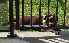 We miss you good dog!