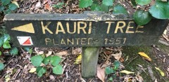 This is a great way to see how long it took the Kauri Trees we shared with you earlier to grow to their massive sizes