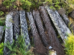 These palm tree trunks were laying near the parking lot, perhaps in preparation for a project