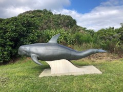 This is in honor of Pelorus Jack - a local Risso's dolphin that appeared in 1888 and for 24 years helped guide ships in through the Pass